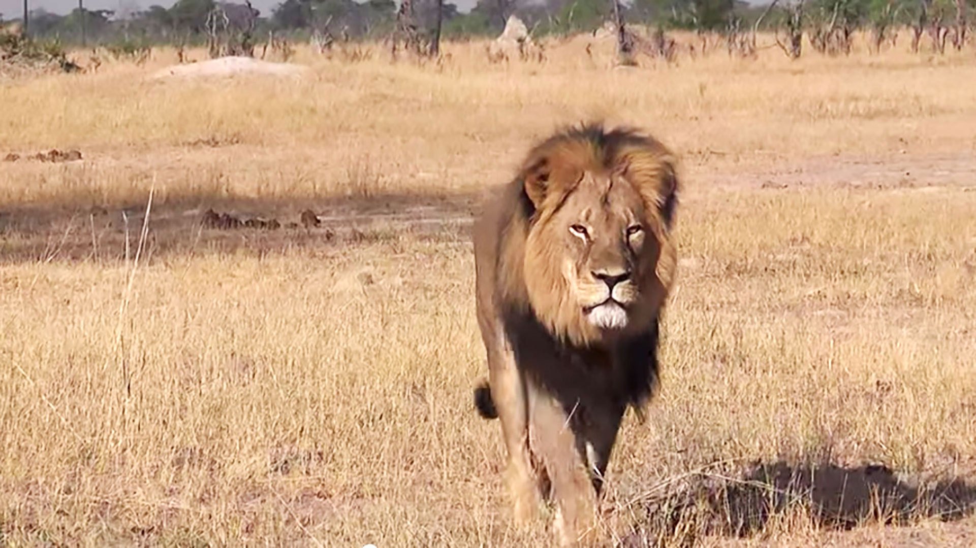 leon-caminando-cover_0