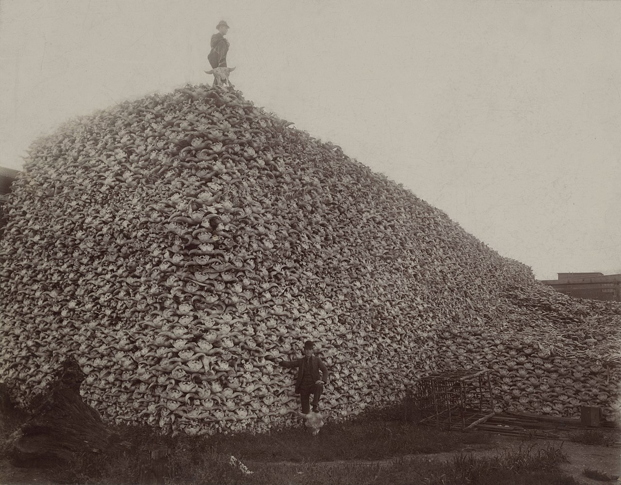 Bison_skull_pile_edit