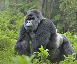 east-african-resident-gorilla-permit-price