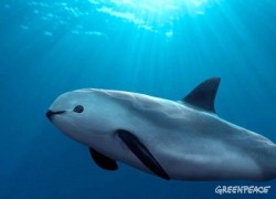 vaquita