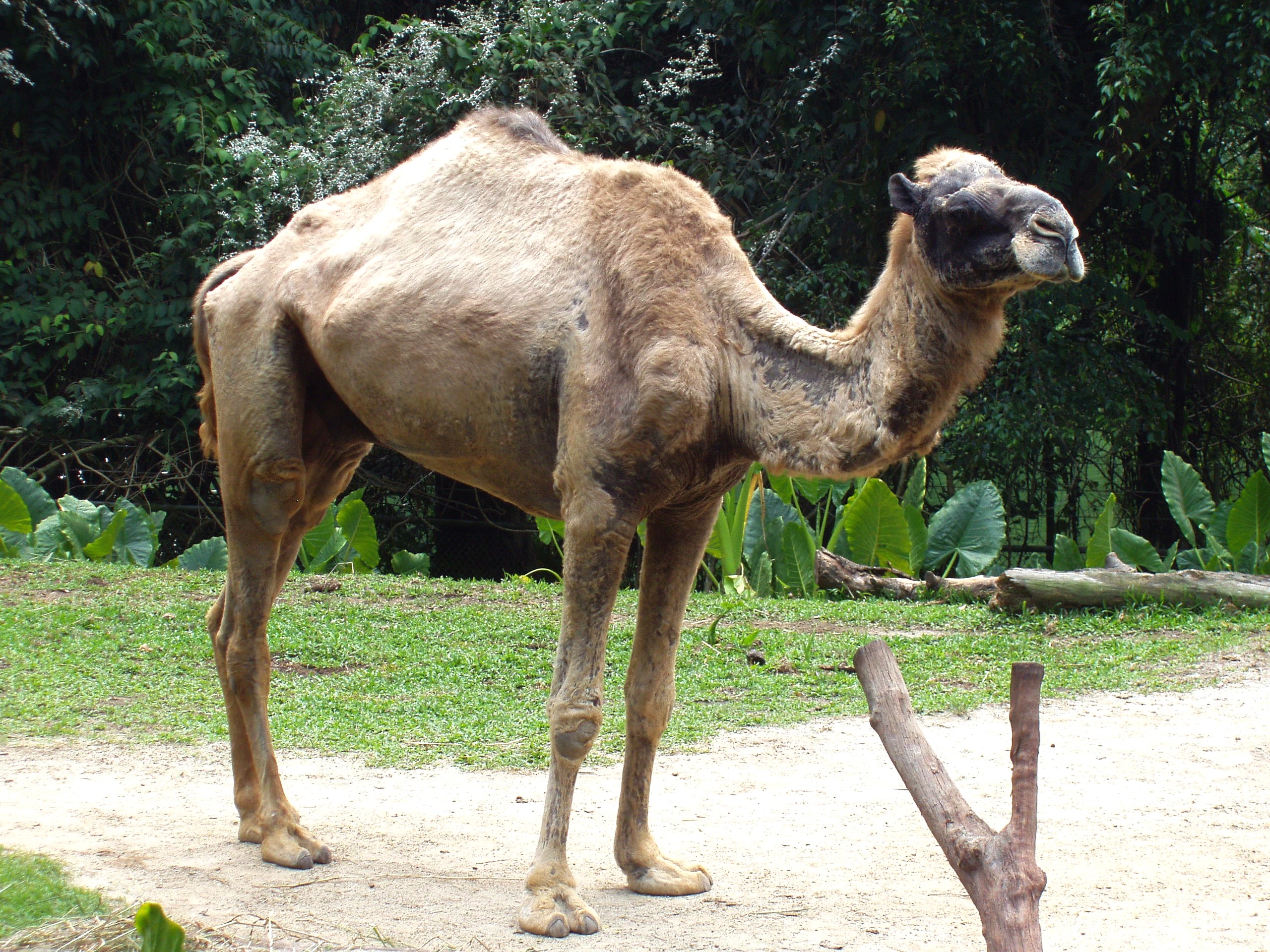 Camelus_dromedarius_in_Singapore_Zoo