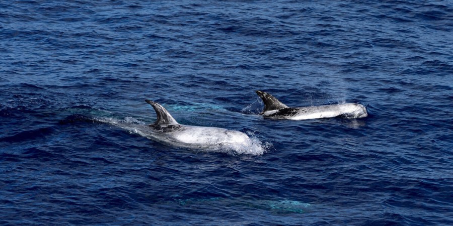 Survey for Cetaceans of the Hellenic Trench 2021