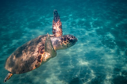 Joakim-Odelberg-WWF-Greece